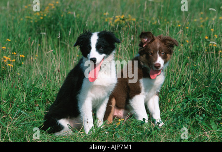 Chiots Border Collie Banque D'Images