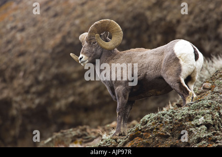 Trophy mouflon des montagnes sur la falaise Banque D'Images