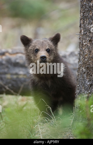 Grizzly Bear cub dans le Parc National de Yellowstone, Wyoming Banque D'Images