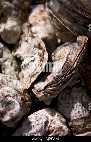 Close up champignon sur tronc d'arbre Banque D'Images