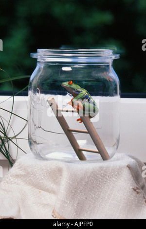 Red eyed Tree Frog sur l'échelle de l'italienne en verre Banque D'Images