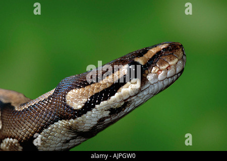 Python regius Python royal Banque D'Images