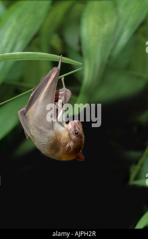 Fruits égyptienne bat hanging in tree Banque D'Images