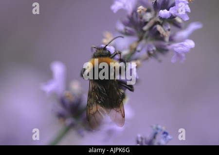 Bumblebee: Un bumblebee de jardin commun (Bombus hortorum) occupé dans la lavande. Banque D'Images
