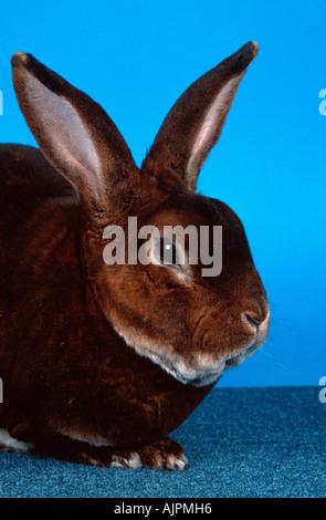 Lapin Rex Castor Banque D'Images