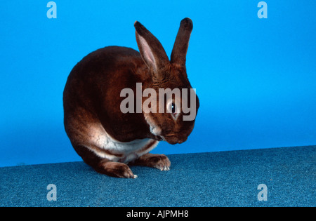 Lapin Rex Castor Banque D'Images