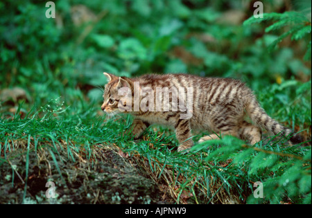 Jeune Chat Sauvage Européen Felis silvestris Chat Sauvage commun Banque D'Images