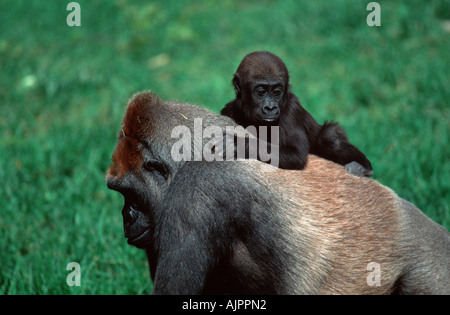 Les Gorilles de l'ouest avec les jeunes femelles Gorilla gorilla gorilla Banque D'Images