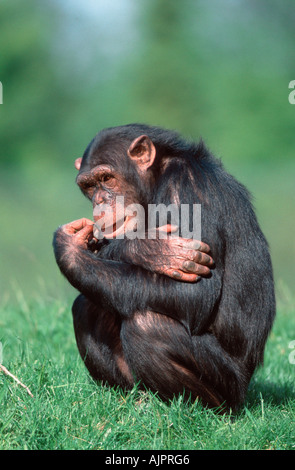 Pan troglodytes chimpanzé Chimpy Banque D'Images