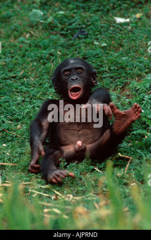 Jeune Bonobo pan paniscus chimpanzé Pygmée Banque D'Images