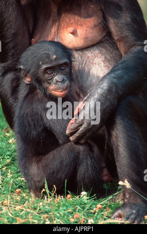 Jeune Bonobo pan paniscus chimpanzé Pygmée Banque D'Images