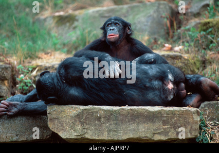 Les jeunes mâles adultes Bonobo pan paniscus chimpanzé Pygmée Banque D'Images