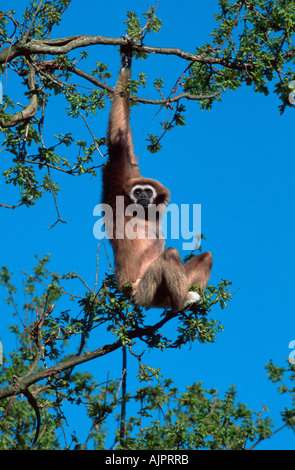 Main blanche femelle Gibbon Hylobates lar Banque D'Images