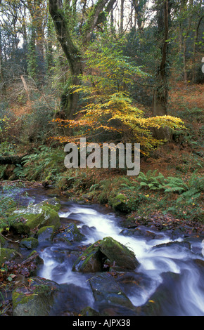 Beech tree par Horner, près de l'eau Saint Brélade Dunkery Exmoor et Horner Réserve naturelle nationale Angleterre Somerset Banque D'Images