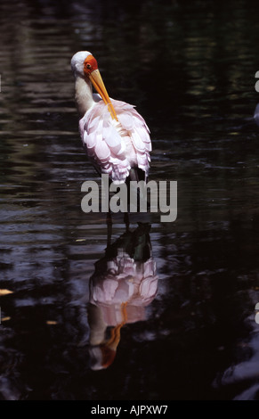 Ou laiteuse Mycteria leucocephala peint (stork) Banque D'Images