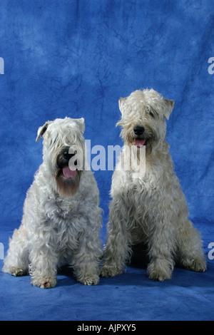 Irish Soft Coated Wheaten Terrier Banque D'Images