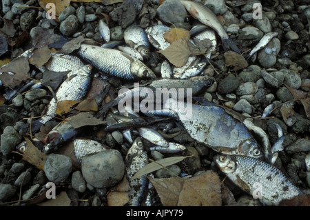 Barrage hydroélectrique de Gabcikovo détourne l'eau du Danube, tuant des milliers de poissons à la frontière Slovaque Hongrois Banque D'Images