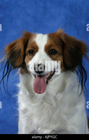 Petit Chien Kooikerhondje Sauvagine Néerlandais Banque D'Images