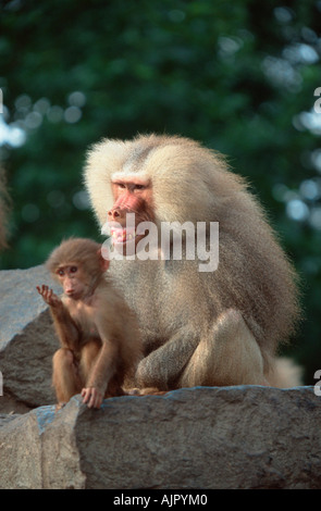 Hamadryas Baboon homme et les jeunes menace afficher Papio hamadryas Banque D'Images