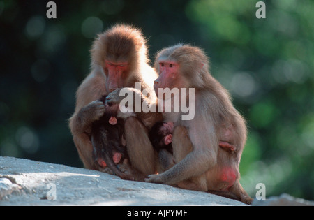 Les femelles babouins Hamadryas Papio hamadryas et youngs Banque D'Images