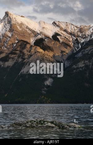 Seagull sur rock dans le lac Minnewanka et Chaîne Fairholme enneigées du parc national Banff Rocheuses canadiennes Alberta Canada Banque D'Images