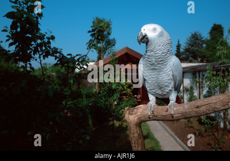 Jardin de perroquet gris Psittacus erithacus erithacus Banque D'Images