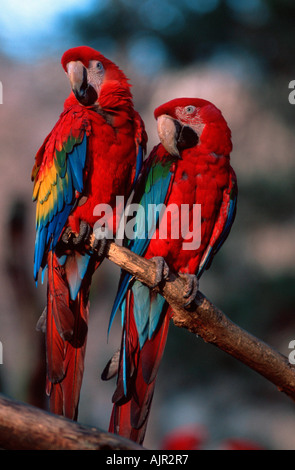 Ara rouge et vert winged Macaw Ara macao Ara chloroptera Banque D'Images