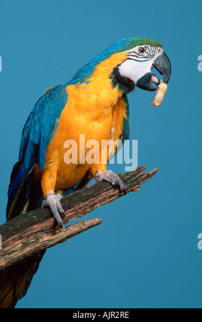 Ara bleu et jaune Ara ararauna arachide avec Blue and Gold Macaw Banque D'Images