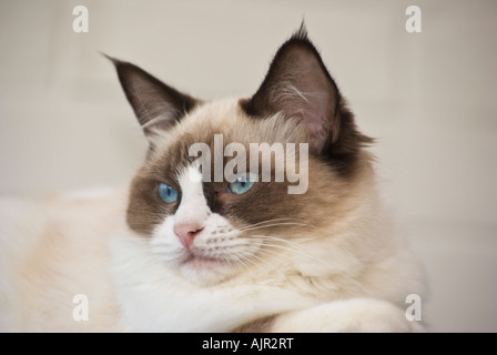 Biclour chaton Ragdoll femme âge de six mois dans le Wiltshire England UK UE Banque D'Images