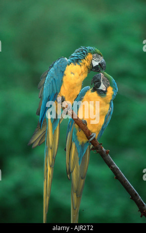 Paire d'Aras bleu et jaune Ara ararauna Blue and Gold Macaw Banque D'Images