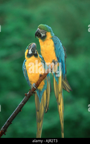 Paire d'Aras bleu et jaune Ara ararauna Blue and Gold Macaw Banque D'Images