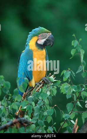 Paire d'Aras bleu et jaune Ara ararauna Blue and Gold Macaw Banque D'Images