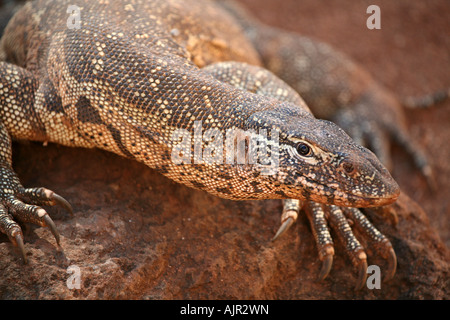 Nile Monitor close up Banque D'Images