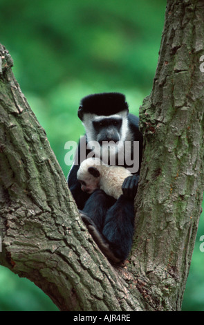 Les singes colobus Colobus guereza femelle avec les jeunes Banque D'Images