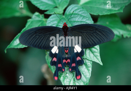 Moulin commune Atrophaneura polyeuctes Banque D'Images