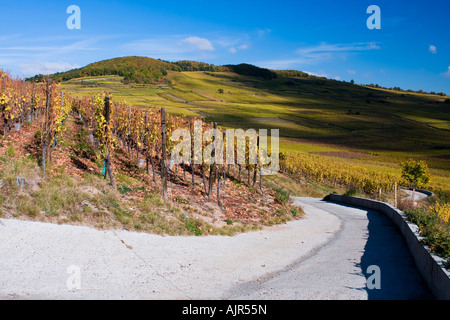 Petite route dans les vignes en couleurs d'automne, Alsace France Banque D'Images