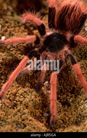 Le géant colombien Redleg Tarantula Megaphobema robustum Banque D'Images