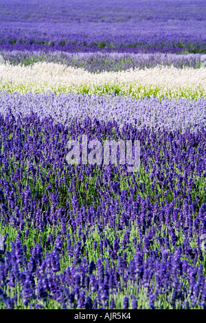 Rangées de Lavender à Snowshill Lavender Farm, près de Broadway dans les Cotswolds, Gloucestershire, Angleterre Banque D'Images