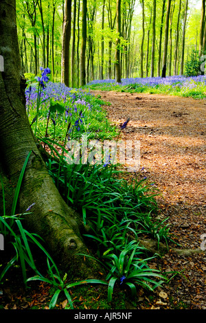 Bluebells, Hyacinthoides non-scripta ,au printemps dans l'ouest de la forêt près de Marlborough, Wiltshire, England, UK Banque D'Images