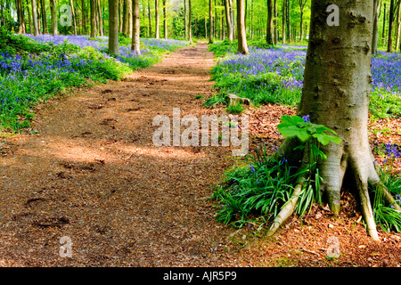 Bluebells, Hyacinthoides non-scripta, au printemps dans l'ouest de la forêt près de Marlborough, Wiltshire, England, UK Banque D'Images