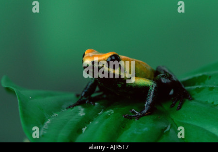 Flèche empoisonnée à pattes noires Phyllobates bicolor Grenouille Poison Dart Frog Banque D'Images