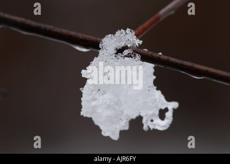 La fonte des neiges accroché sur une branche d'arbre en hiver Banque D'Images