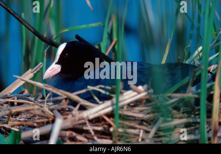 Foulque au nid en Rhénanie du Nord-Westphalie Allemagne Fulica atra Banque D'Images