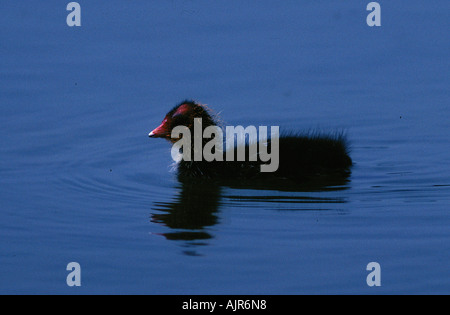 Foulque chick Rhénanie-Westpahlia Allemagne Fulica atra Banque D'Images