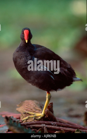 Poule d Rhénanie du Nord-Westphalie Allemagne Gallinula chloropus Banque D'Images