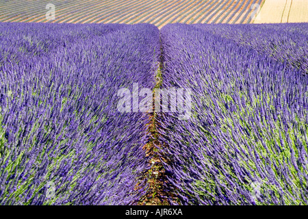 Rangées de Lavender à Snowshill Lavender Farm, près de Broadway dans les Cotswolds, Gloucestershire, Angleterre Banque D'Images