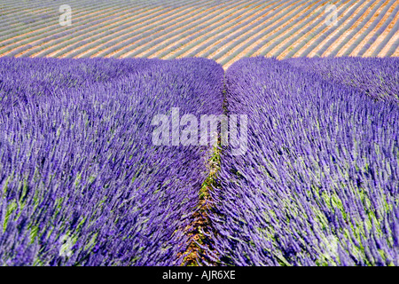 Rangées de Lavender à Snowshill Lavender Farm, près de Broadway dans les Cotswolds, Gloucestershire, Angleterre Banque D'Images