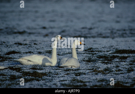 En hiver, les cygnes de Bewick s Pays-bas Cygnus columbianus bewickii Banque D'Images