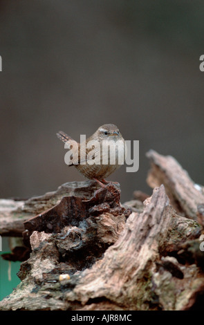 Le nord de la Rhénanie du Nord-Westphalie Allemagne Wren Troglodytes troglodytes Troglodyte mignon Banque D'Images