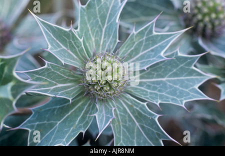 Close up of veiné et feuilles bleu-vert de mer holly ou Eryngium maritimum avec green flowerhead virant au violet Banque D'Images